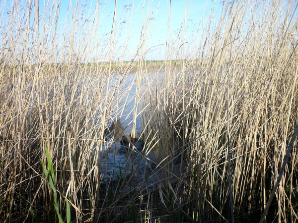 charente riviere.JPG