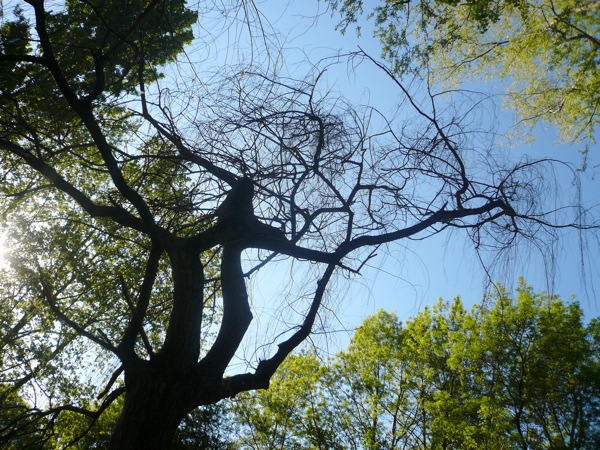 arbres.JPG