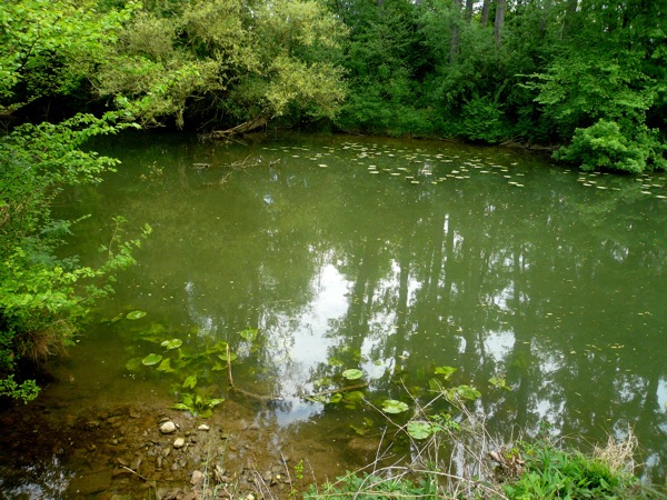 saone riviere.JPG