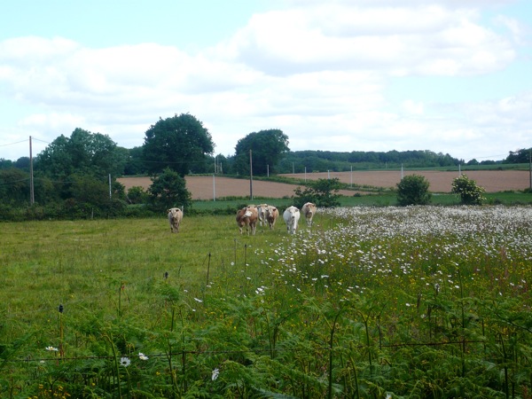 vache2.JPG