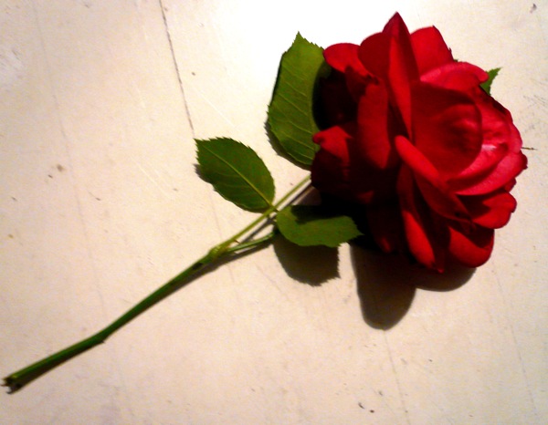rose.JPG