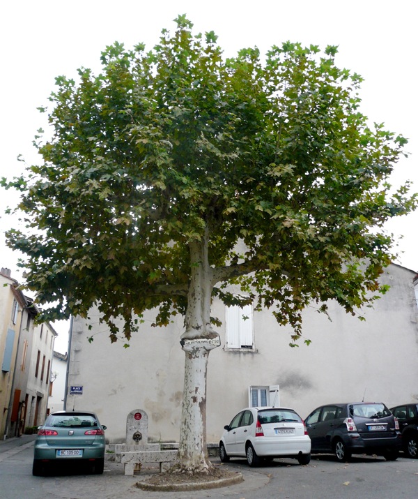 arbre.JPG