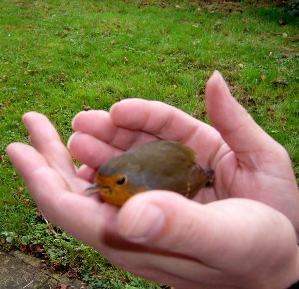 oiseau.JPG