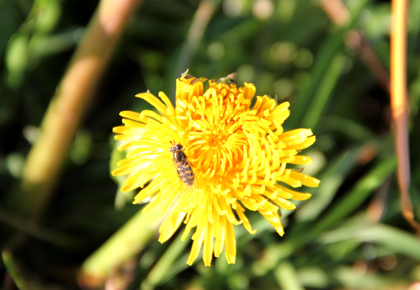 macro