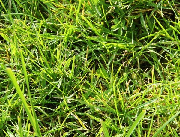 herbe rainbow