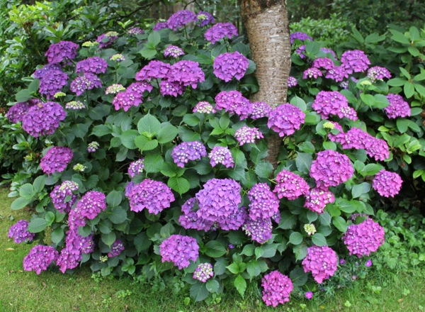 hydrangea rainbow